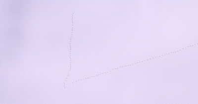 Large Flock, Vee of Tundra Swans, Migrating in Early Spring