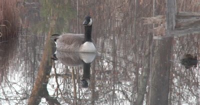 Canada Goose, Gander, Floating in Spring Pond, Reflection, Guarding Nearby Hen on Nest