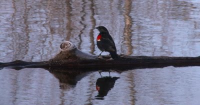 Red Winged Blackbird Standing on Log in Pond, Moves to Right, Exits