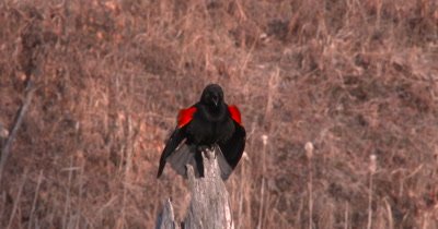 Red Winged Blackbird On Tree Stump, Calls