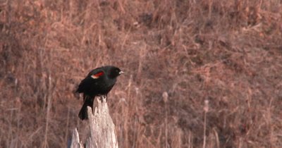 Red Winged Blackbird Looking Down, Calls, Startles, Exits