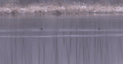 Grebes in Wetland in Early Spring, Snow