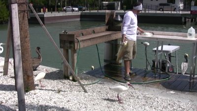 Man With Redfish and Sea Trout, Catch of the Day, Naples Florida Fishing, White Egrets Standing By
