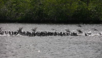 Large Flock of Coots, Flying Through Frame, Everglades NP