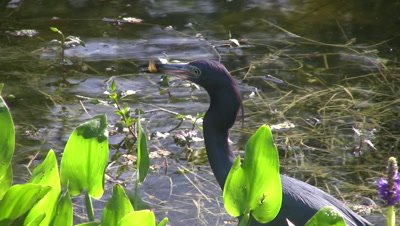 Little Blue Heron Fishing, Hunts Fish Down in Weeds, Catches, Swallows