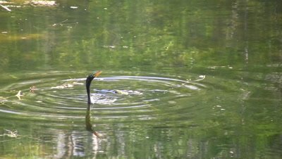 Anghinga Catches Fish, Tosses in Air, Catches, Swallows, Dives
