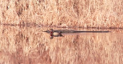 Male Wood Duck, Drake, Swimming in Pond, Exits
