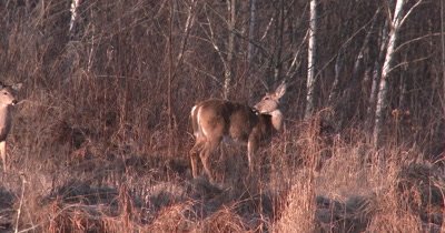 White-tailed Deer, Doe, Standing, Looking, Begins to Groom