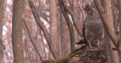 Ruffed Grouse Standing on Moss, Head Behind Tree, Suddenly Looks At Camera