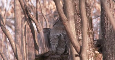 Ruffed Grouse Drumming, Gets Inturrupted, Moves Off Quickly, Squirrel Follows, Exits