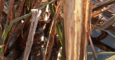 Northern Spring Peeper, Frog, Hiding in Reeds, Throat Inflated to Call