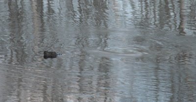 Snapping Turtle Sneaking , Hunting in Pond, Slowly Gliding Through Water