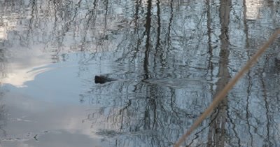 Snapping Turtle Sneaking in Pond, Hunting, Gliding Through Water, Disappears Under Water