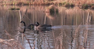 Canada Geese, New Parents Guarding Goslings Between