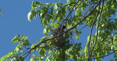 Baltimore Oriole Nest in Tree, Oriole Inside Working on Nest, Weaving