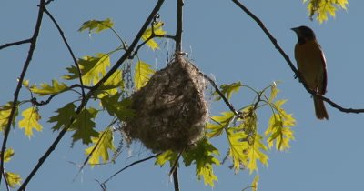 Baltimore Oriole Enters With Nesting Material , Enters Nest, Works, Exits Nest Again