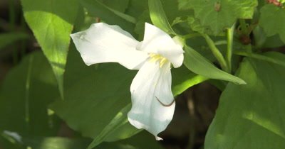 Annelid, Worm Clinging to Trillium Flower, Northern Deciduous Habitat