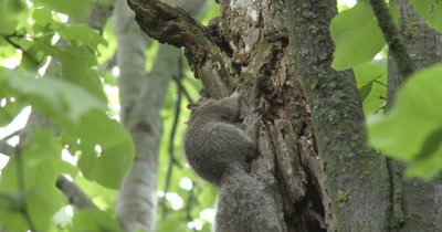 Young Eastern Gray Squirrel Chewing on Bark of Basswood Tree, Stops, Listens, Exits