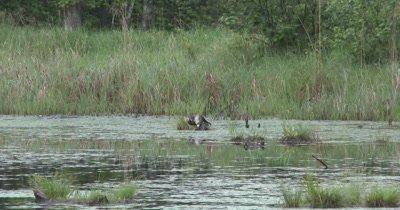 Wood Duck Hen and New Ducklings Preening on Log in Middle of Pond