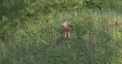 White-tailed Deer Browsing on Wooded Hillside, Back to Camera