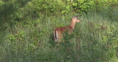 White-tailed Deer, Doe, Browsing on Hillside, Suddenly Looks to Right of Frame