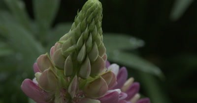 Head of Lupine Flower, Unopened Petals
