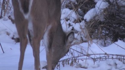 Small White-tailed Deer, Buck Feeding in Winter Twilight