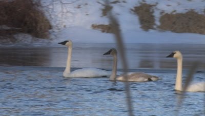 Trumpeter Swam Family Unit Swimming on Winter River, Near Ice