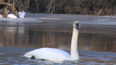Trumpeter Swan Floating on Icy River Channel, Joined By Another, Both Exit