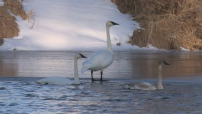 Trumpeter Swan Family Floating on River in Winter, One Parent Exits Water to Stand on Ice