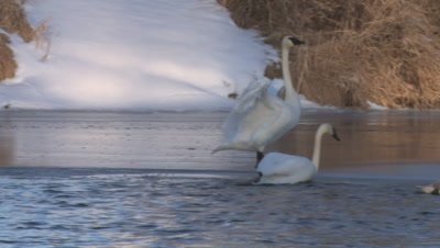 Trumpeters Swan Family, One Standing on Ice Flaps, Another Climbs From Frozen River Beside