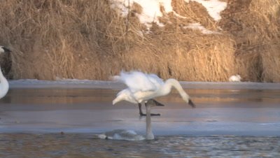 Trumpeters Swan Pair Walking On Ice On River, Juvenile in Water Below, One Parent Fluffs Feathers