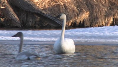 Adult Trumpeter Swan Standing in Frozen River, Juvenile Floats Past, Parent Goes After