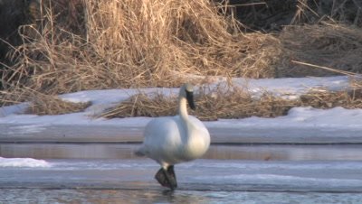 Trumpeter Swan Jumps From Frozen Ice Shelf Into River, Floats, Exits