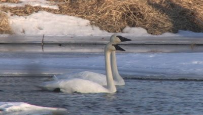 Pair of Trumpeter Swans Floating in Icy River