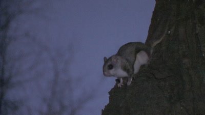 Flying Squirrel on Side of Tree, Jumps, Exits