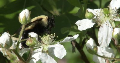 Bumblebee Crawling Though Flowers On Blackberry, Exits