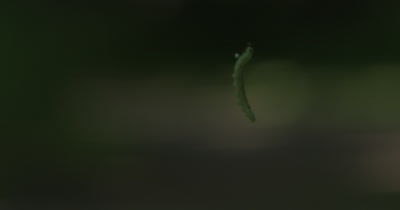 Caterpillar Hanging in Air on Silk, Wrapping Around Front Legs, Climbing