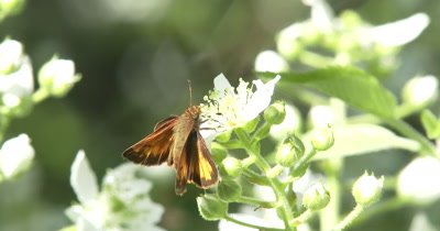 Skipper Butterfly on Blackberry Flower, Exits