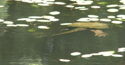 Graceful Snapping Turtle Swimming Beneath Water, Hunting in Lilypads, Claws Showing As Turtle Paddles