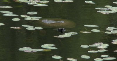 Snapping Turtle Resting on Surface of Water in Small Lake, Lily Pads Surrounding.M Camera Model