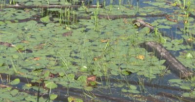 Dragonflies Coming And Going in Pond Habitat