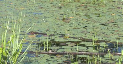 Dragonflies Traveling To And Fro, Pond Habitat
