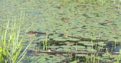 Dragonflies Hovering Above Pond, Swamp Habitat