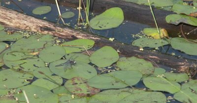 Dot-tailed White-face Dragonfly Sitting on Lily Pad in Pond, Exits, Returns