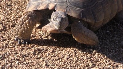 Desert Tortoise