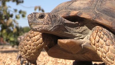 Desert Tortoise Close up