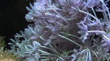Soft Coral With Fish 