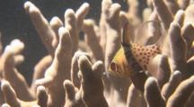 Pajama Cardinalfish Hides In Coral. Pacific
