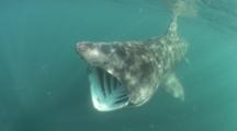 Basking Shark, Cetorrhinus Maximus, Feeding With Mouth Open. Sennen Cove, Cornwall, U.K.